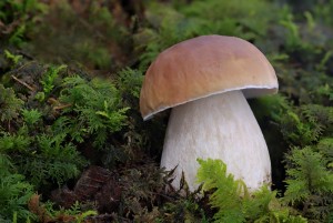 Boletus fresco extra 