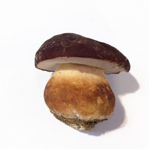 Boletus fresco extra 