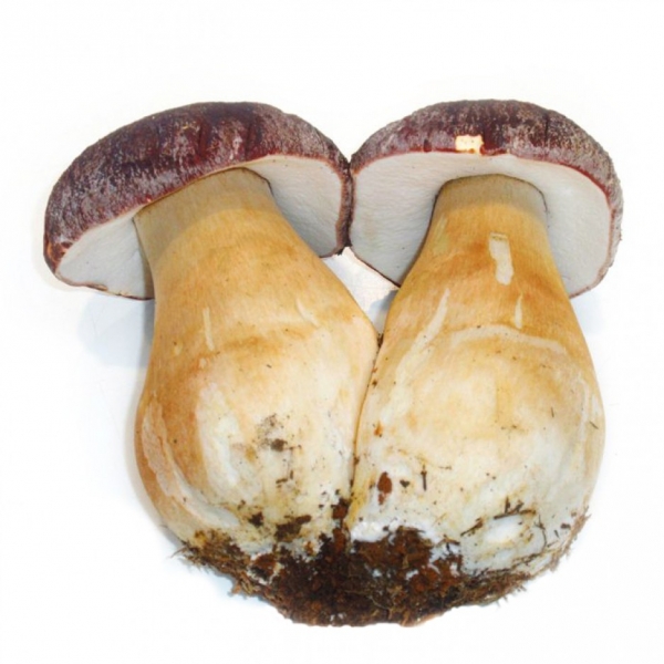 Boletus fresco extra 